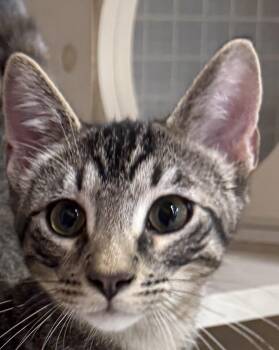 CUPID -  Tabby Cat for Adoption in Lake Ozark, Missouri - CUPID | PetCurious