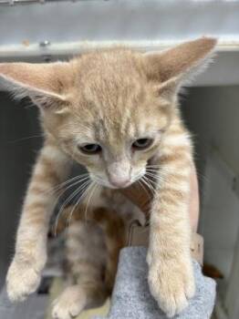 Morris 705-26 -  Domestic Short Hair Cat for Adoption in Cumming, Georgia - Morris 705-26 | PetCurious