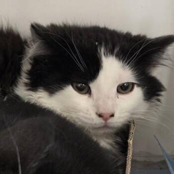 Domestic Short Hair Cats Available for Adoption in Voorhees Township, New Jersey - Ledger | PetCurious