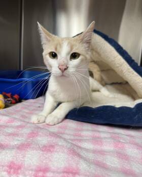 Creamsicle -  Domestic Short Hair Cat for Adoption in Seneca, Pennsylvania - Creamsicle | PetCurious