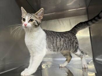 Taffy -  Domestic Short Hair Cat for Adoption in Murray, Kentucky - Taffy | PetCurious