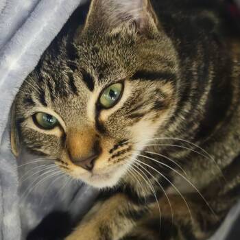 Rescue Domestic Short Hair Cats for Adoption in Auburn, Alabama - Tow Mater | PetCurious