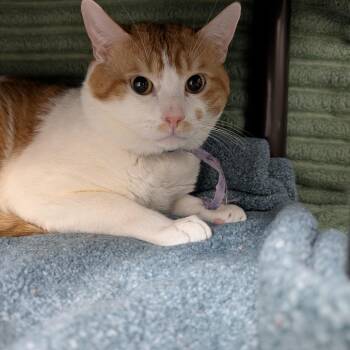 Ichigo -  Domestic Short Hair Cat for Adoption in Las Vegas, Nevada - Ichigo | PetCurious