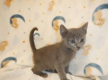 CHIK-FIL-A -  Domestic Short Hair Cat for Adoption in San Jose, California - CHIK-FIL-A | PetCurious