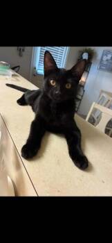 HARLOW -  Domestic Short Hair Cat for Adoption in Conroe, Texas - HARLOW | PetCurious