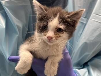 AZALEA -  Domestic Short Hair Cat for Adoption in Pueblo, Colorado - AZALEA | PetCurious