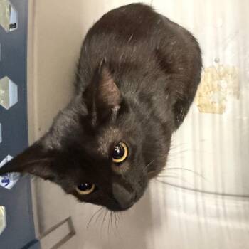 Midna -  Domestic Short Hair Cat for Adoption in Milton, Florida - Midna | PetCurious