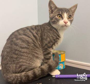 Yuri -  Domestic Short Hair Cat for Adoption in Washington, District Of Columbia - Yuri | PetCurious