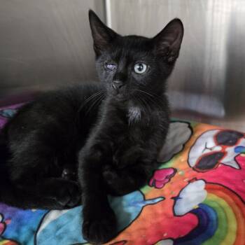 Jolly Roger -  Domestic Short Hair Cat for Adoption in Newark, New Jersey - Jolly Roger | PetCurious