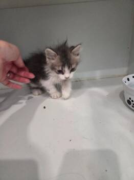 Patrick -  Domestic Long Hair Cat for Adoption in Lunenburg, Vermont - Patrick | PetCurious
