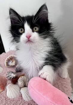 Domestic Long Hair Cats Available for Adoption - Maybelline | PetCurious