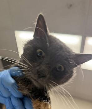 Dewey -  Domestic Medium Hair Cat for Adoption in Golden, Colorado - Dewey | PetCurious