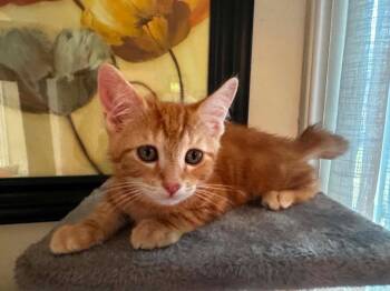 Canyon -  Domestic Short Hair Cat for Adoption in Gorham, Maine - Canyon | PetCurious