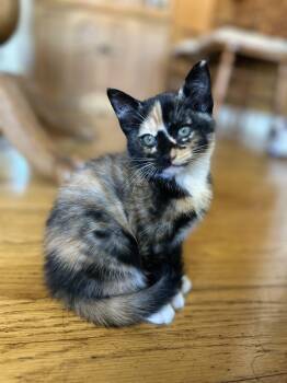 Poppy -  Calico Cat Available for Adoption in Gilroy, California - Poppy | PetCurious