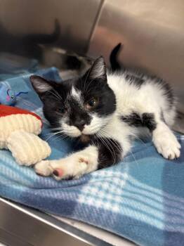 Cleo -  Domestic Short Hair Cat for Adoption in Findlay, Ohio - Cleo | PetCurious