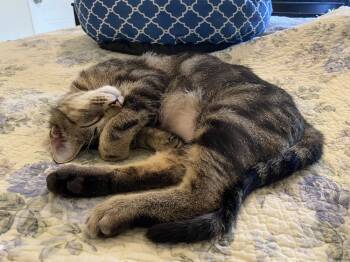 Rescue Domestic Short Hair Cats for Adoption in Greenville, South Carolina - Sasha RC | PetCurious