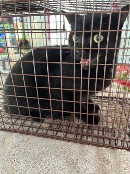 JASPER -  Domestic Short Hair Cat for Adoption in Palmetto, Florida - JASPER | PetCurious