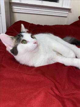 Rescue Domestic Medium Hair Cats for Adoption in Hagerstown, Maryland - TULIO | PetCurious