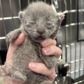 Wonton -  Domestic Short Hair Cat for Adoption in Greensboro, North Carolina - Wonton | PetCurious