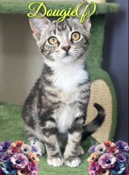 Dougie -  Domestic Short Hair Cat for Adoption in Corinth, New York - Dougie | PetCurious