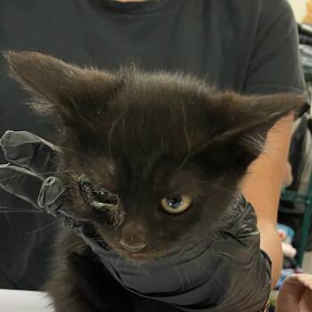 Rescue Domestic Short Hair Cats for Adoption in Las Cruces, New Mexico - 100684 | PetCurious