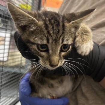 COSMOS -  Domestic Short Hair Cat for Adoption in Richmond, California - COSMOS | PetCurious