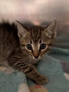 Key Lime -  Domestic Short Hair Cat for Adoption in Labelle, Florida - Key Lime | PetCurious