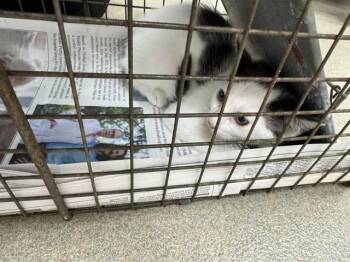 A2478375 -  Domestic Short Hair Cat for Adoption in Fort Lauderdale, Florida - A2478375 | PetCurious