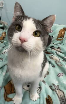 Rescue Domestic Short Hair Cats for Adoption in Newtown Square, Pennsylvania - Cruiser | PetCurious