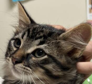 DOGWOOD -  Tabby and Domestic Medium Hair Cat for Adoption in Minesing, Ontario - DOGWOOD | PetCurious