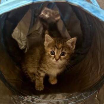 Tiger Lily -  Domestic Short Hair Cat for Adoption in Madison, Wisconsin - Tiger Lily | PetCurious