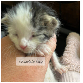 Rescue Domestic Short Hair Cats for Adoption in Westminster, California - Chocolate Chip | PetCurious