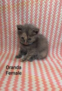 Oranda -  Dilute Tortoiseshell Cat for Adoption in Clarksville, Tennessee - Oranda | PetCurious