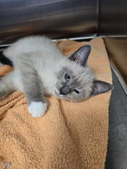 Crackle -  Domestic Short Hair Cat for Adoption in Wellington, Kansas - Crackle | PetCurious