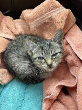 A138388 -  Domestic Short Hair Cat for Adoption in Palmetto, Florida - A138388 | PetCurious