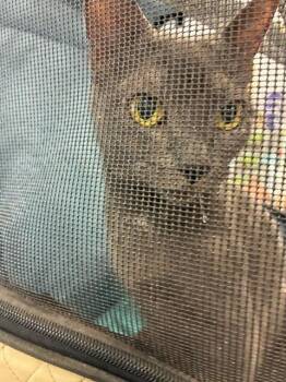 A138816 -  Domestic Short Hair Cat for Adoption in Palmetto, Florida - A138816 | PetCurious