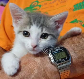 Noel -  Tabby and Domestic Short Hair Cat for Adoption in San Jose, California - Noel | PetCurious
