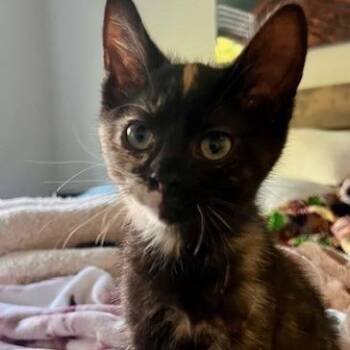 Hazel -  Domestic Short Hair Cat Available for Adoption in Talent, Oregon - Hazel | PetCurious