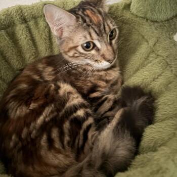 Cavea -  Domestic Long Hair Cat for Adoption in Fort Worth, Texas - Cavea | PetCurious
