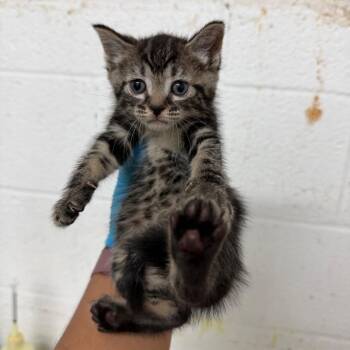 Feta -  Domestic Short Hair Cat for Adoption in Edinburg, Texas - Feta | PetCurious
