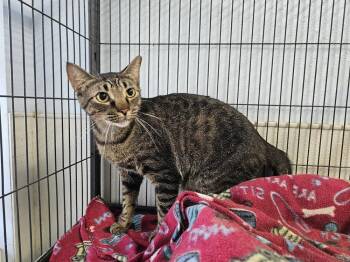 Momma Mable -  Domestic Short Hair Cat for Adoption in Bossier City, Louisiana - Momma Mable | PetCurious