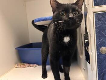 Tyr -  Domestic Short Hair Cat for Adoption in Winnipeg, Manitoba - Tyr | PetCurious