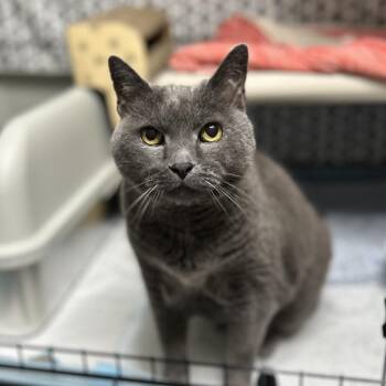 KiKi -  Russian Blue Cat for Adoption in Bountiful, Utah - KiKi | PetCurious