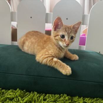 Preston & Porter BONDED -  Domestic Short Hair Cat Available for Adoption in Boca Raton, Florida - Preston & Porter BONDED | PetCurious