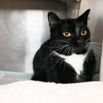 Domestic Short Hair Cats Available for Adoption - Willow | PetCurious