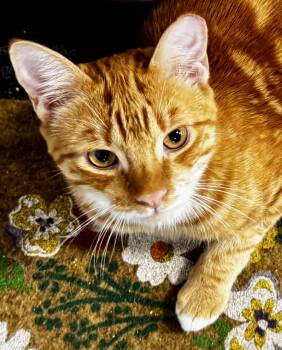 Cider (Sweet, loving, playful, harness and leash trained) -  Domestic Short Hair Cat for Adoption in San Jose, California - Cider (Sweet, Loving, Playful, Harness And Leash Trained) | PetCurious