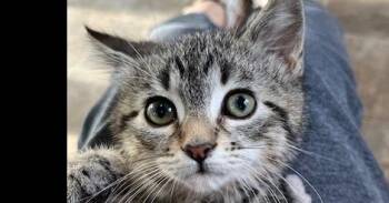 Domestic Short Hair Cats Available for Adoption in Dayton, Minnesota - Animal | PetCurious