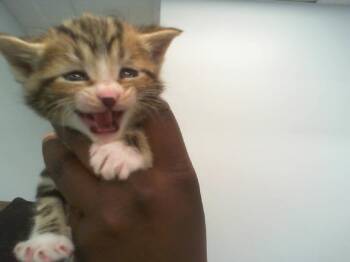 Domestic Short Hair Cats Available for Adoption in Charlotte, North Carolina - DAISY | PetCurious