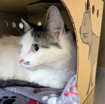 Domestic Short Hair Cats Available for Adoption in Sechelt, British Columbia - Mali | PetCurious