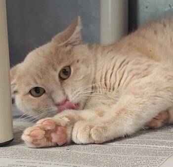 Rein -  Domestic Short Hair Cat for Adoption in Stanton, Kentucky - Rein | PetCurious